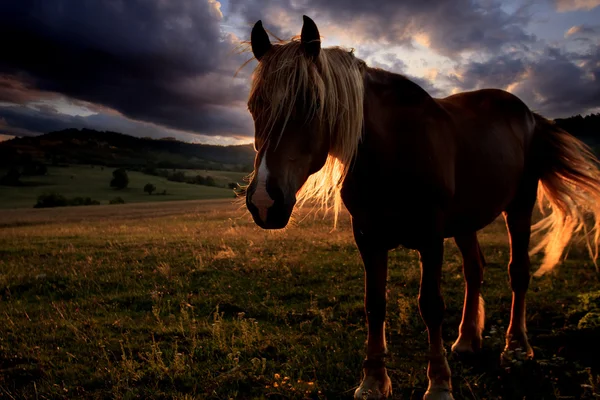 Krajobraz Złotego konia — Zdjęcie stockowe