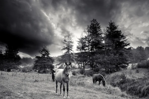 Chevaux noirs et blancs — Photo