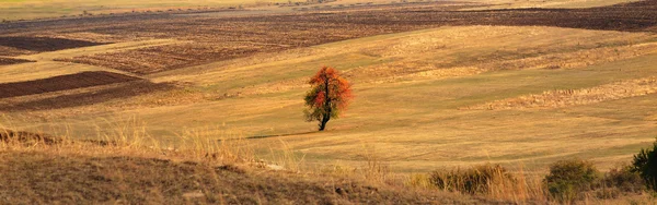 Panorama do outono — Fotografia de Stock