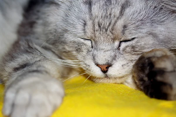 Niedliche Katze — Stockfoto