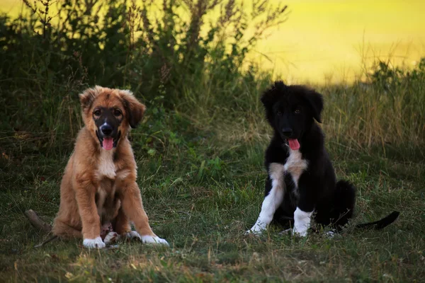 Kleine bulgarische Hunde — Stockfoto