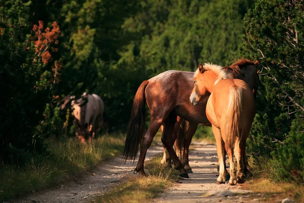 Hoeses landschaft — Stockfoto