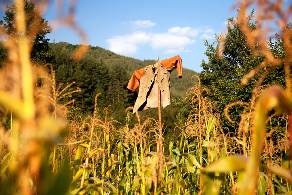 Corn field — Stock Photo, Image