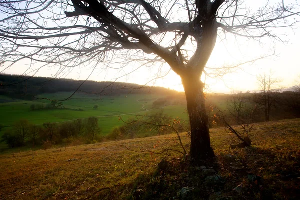 Tree silhouette in sunset — Stock Photo, Image