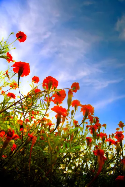 Красный цветок — стоковое фото