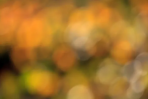 背景のボケ味を秋します。 — ストック写真