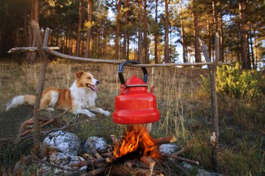 köpek ve kamp ateşi