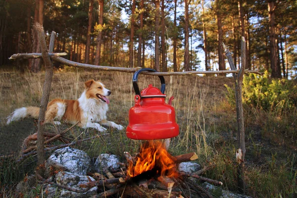 Hond en kampvuur — Stockfoto