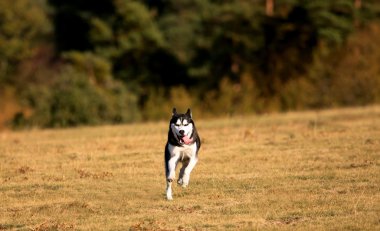 sonbahar Çayır köpeği