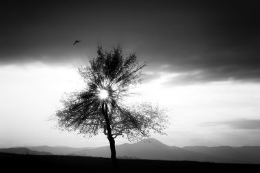 BW ağaç arka plan