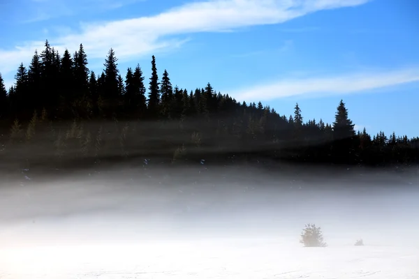 濃霧発生冬の森 — ストック写真