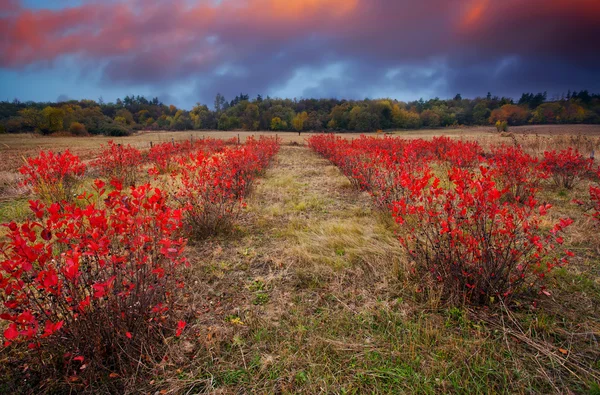 HDR rode weiden — Stockfoto