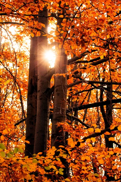 Rode herfst — Stockfoto