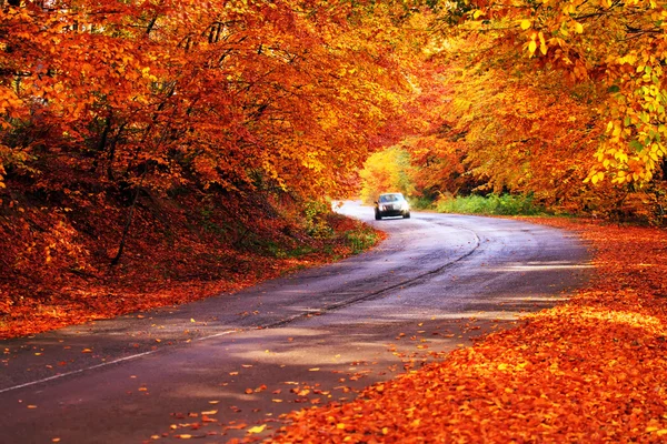 Bulgar orman yolu — Stok fotoğraf