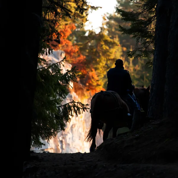 Man and horse — Stock Photo, Image