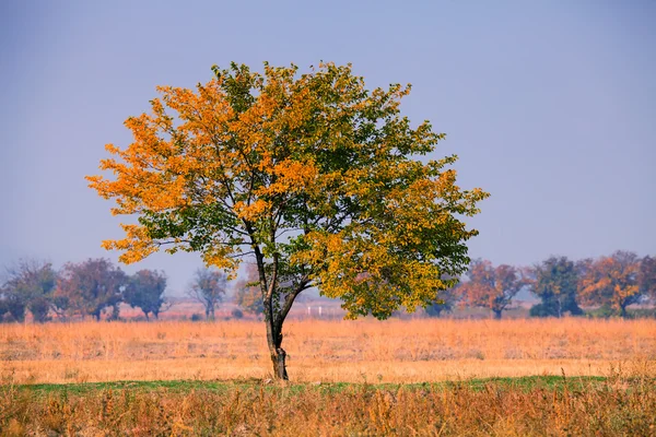 Tree in fall — Stock Photo, Image