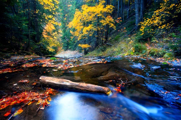 Осенний поток — стоковое фото