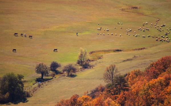 Prairies d'automne — Photo