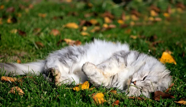 White cat in autumn — Stock Photo, Image