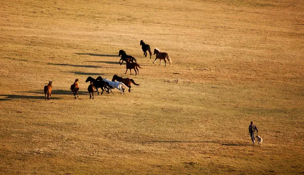 Uomo e cavalli — Foto Stock