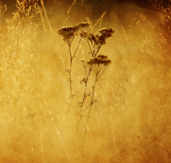 Texturierte Natur — Stockfoto