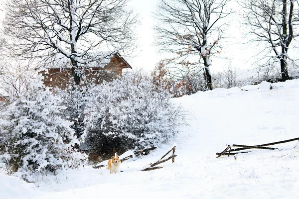 Prados de inverno búlgaros — Fotografia de Stock