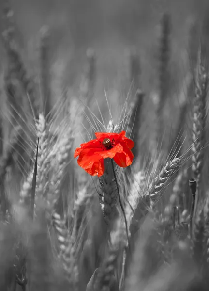 Vermelho e preto — Fotografia de Stock