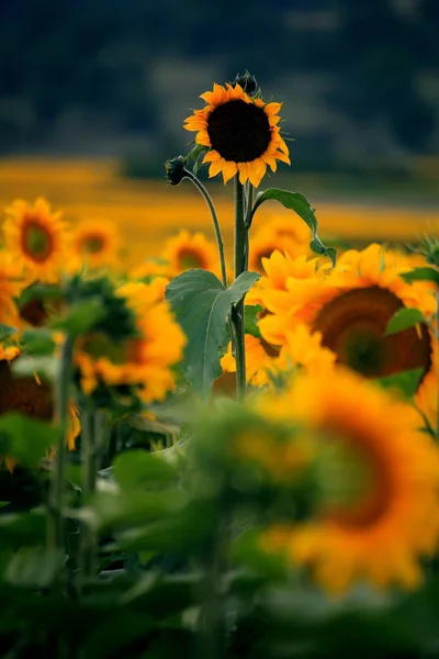 Vertikální slunečnice — Stock fotografie