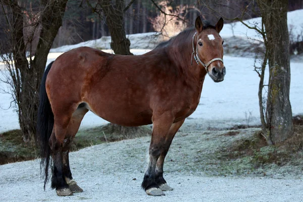 Rým a koně — Stock fotografie