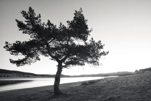 Bw tree in the morning — Stock Photo, Image