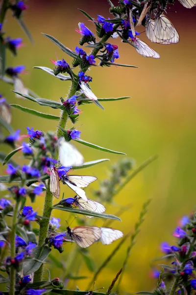 Paisagem Primavera — Fotografia de Stock