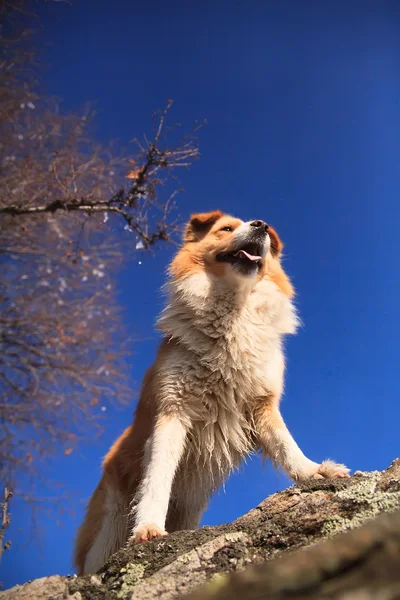 Собака на скале — стоковое фото