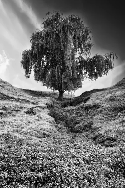 BW träd landskap — Stockfoto