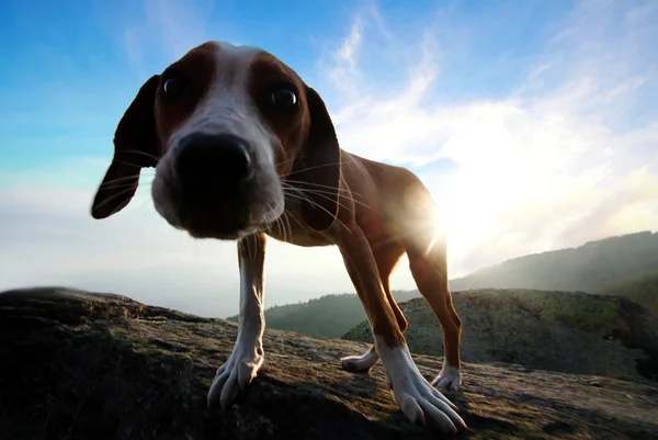 Cão de ângulo largo 2 — Fotografia de Stock