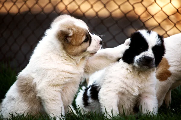 Dois cães bonitos — Fotografia de Stock