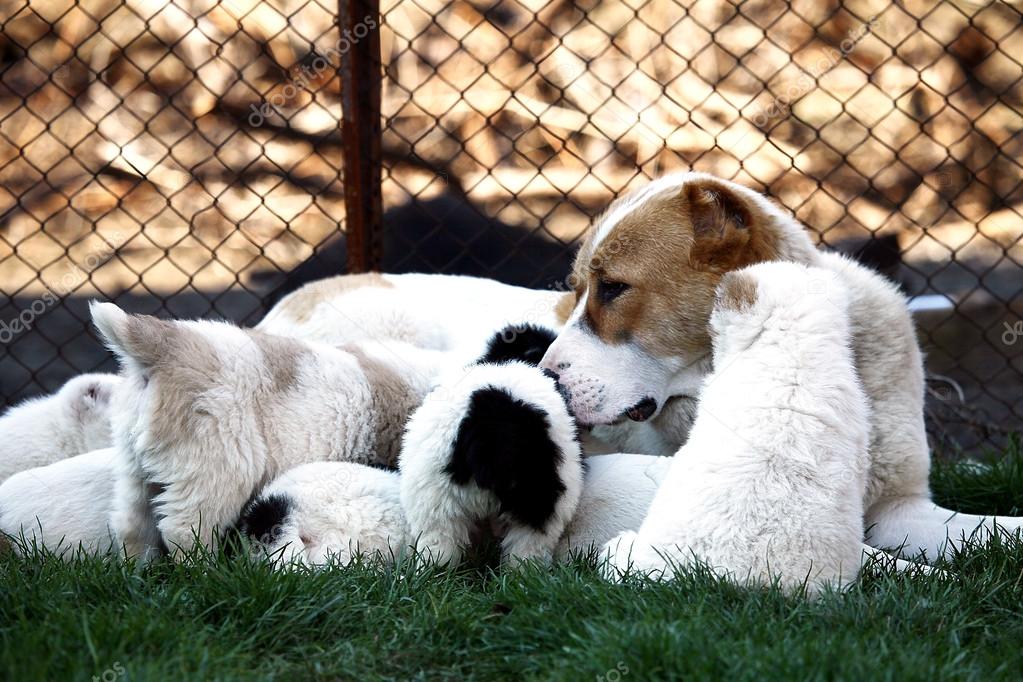 baby dog family 