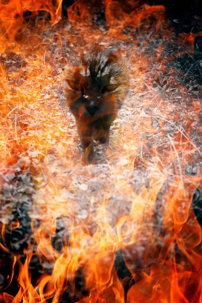 Kat demon in brand — Stockfoto