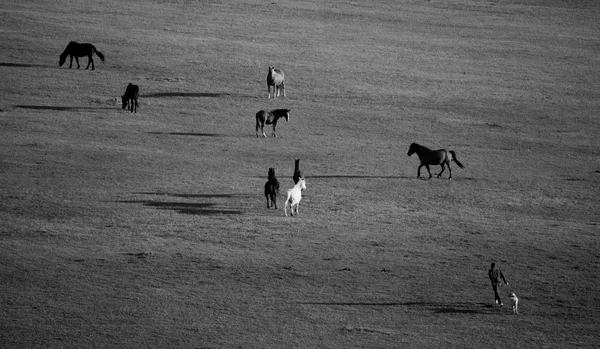 Zwart-wit weiden met paarden — Stockfoto