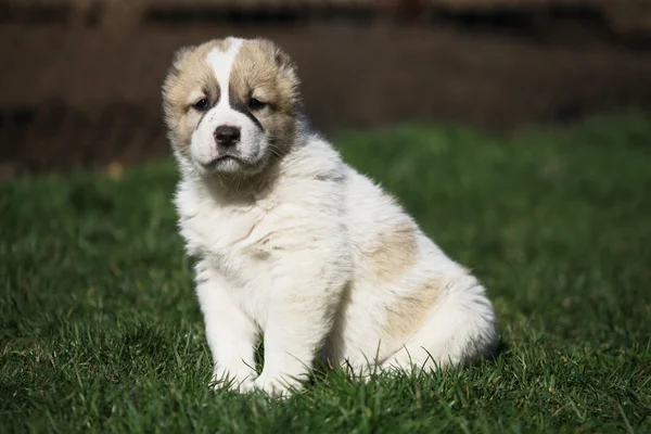 Herdehund valpar baby — Stockfoto