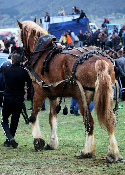 Gros cheval et homme — Photo