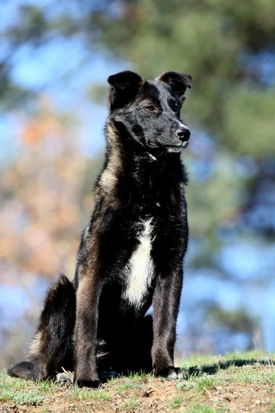 Cão pequeno preto — Fotografia de Stock