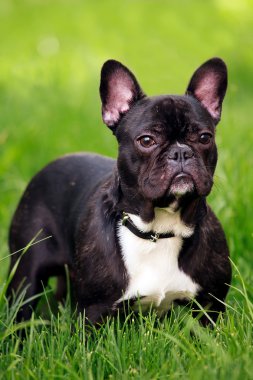 Şirin küçük köpek. 