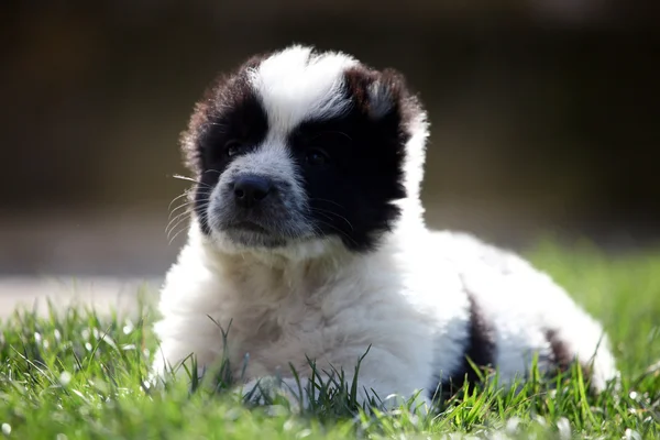 Herdehund valpar baby hund — Stockfoto