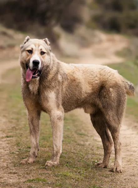 Alabai köpek — Stok fotoğraf