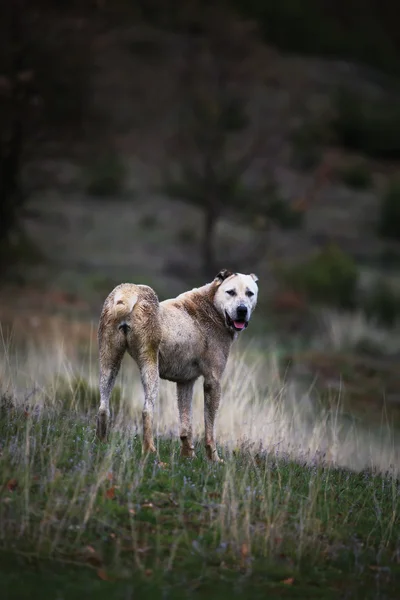 Yüksek kontrastlı köpek portre — Stok fotoğraf