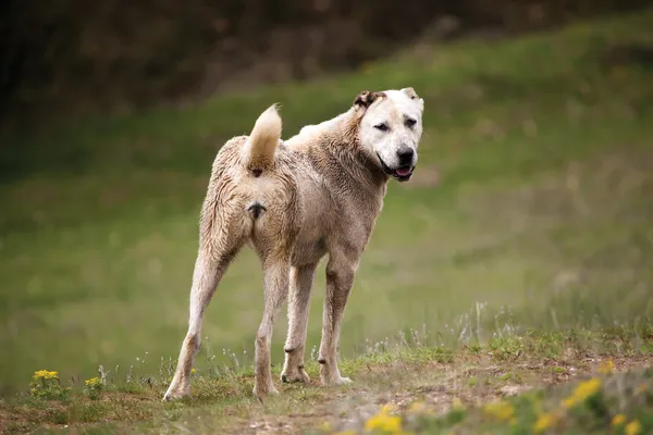 Beyaz alabai köpek — Stok fotoğraf