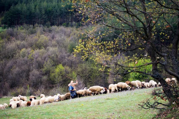 Mandria di pecore — Foto Stock