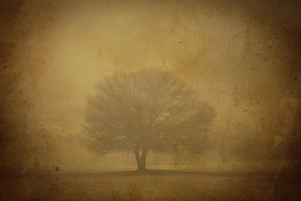 Vintage ομίχλη δέντρο — Φωτογραφία Αρχείου