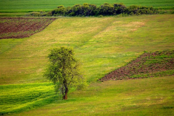 Rolnych wiosnę krajobraz — Zdjęcie stockowe