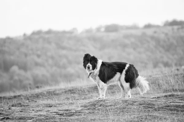 Bulgarischer schwarzer und weißer Schäferhund — Stockfoto